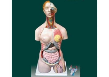 男、女两性人体半身躯干模型（85cm/24件）
