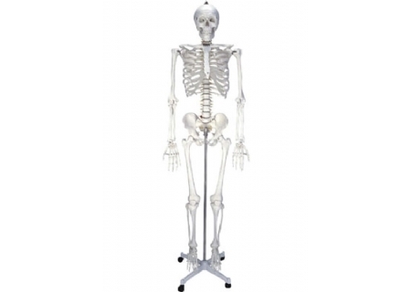 女性人体骨骼模型（180cm）