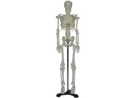 人体骨骼模型（85cm）