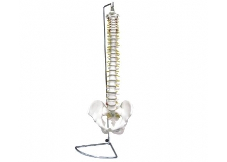 脊椎带骨盆模型（不可弯曲）