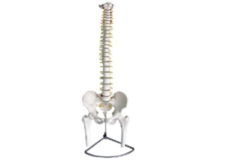 脊椎带骨盆附半腿骨模型（不可弯曲）