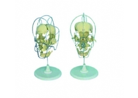 成人头颅骨骨性分离模型