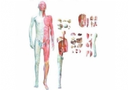 人体全身层次解剖附内脏模型