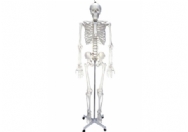 男性人体骨骼模型（180cm）