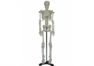 人体骨骼模型（85cm）