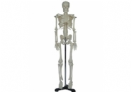 人体骨骼模型（85cm）