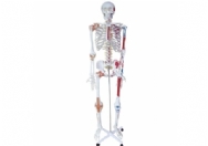 人体骨骼半边肌肉着色附韧带模型（180cm）