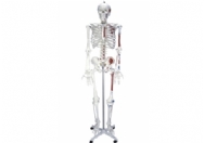 人体骨骼半边肌肉着色模型（180cm)