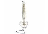 脊椎带骨盆模型（不可弯曲）