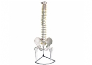 脊椎带骨盆附半腿骨模型（可弯）