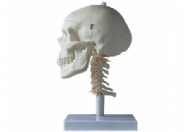成人头颅骨带颈椎模型
