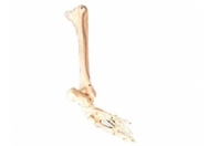 足骨、腓骨与胫骨模型