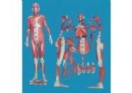 人体全身肌肉解剖教学模型