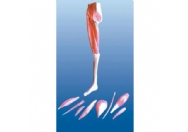 下肢肌肉解剖模型